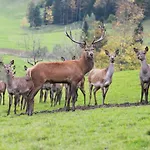 Singerskogel - Und Jausnstub'n * シュピタル・アム・ピュールン