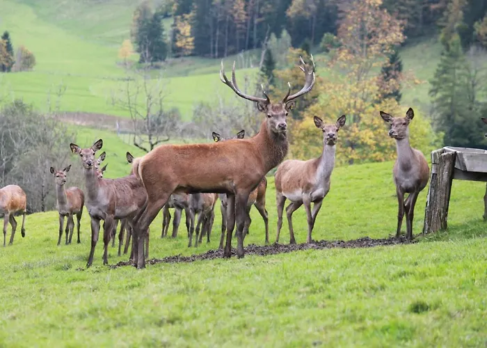 Singerskogel - Und Jausnstub'n * シュピタル・アム・ピュールン